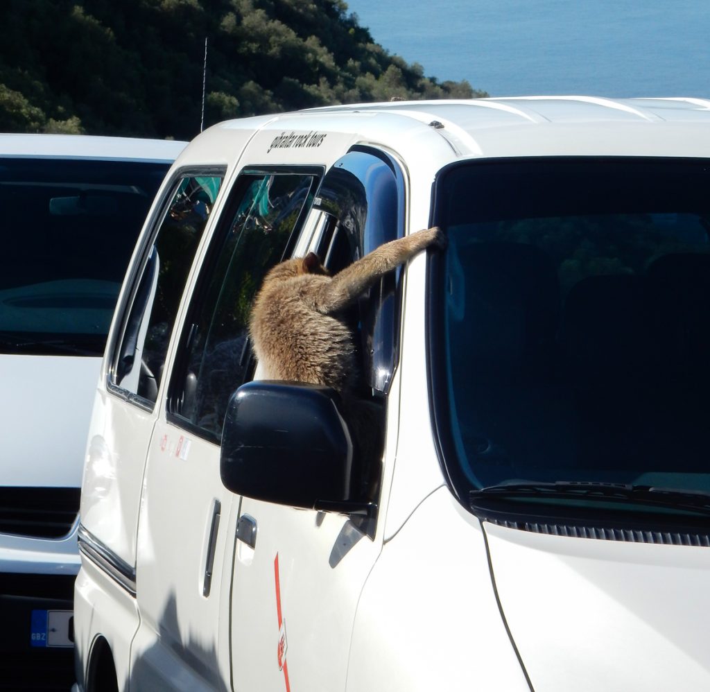 Wild monkeys climbing in the minibus in Gibraltar