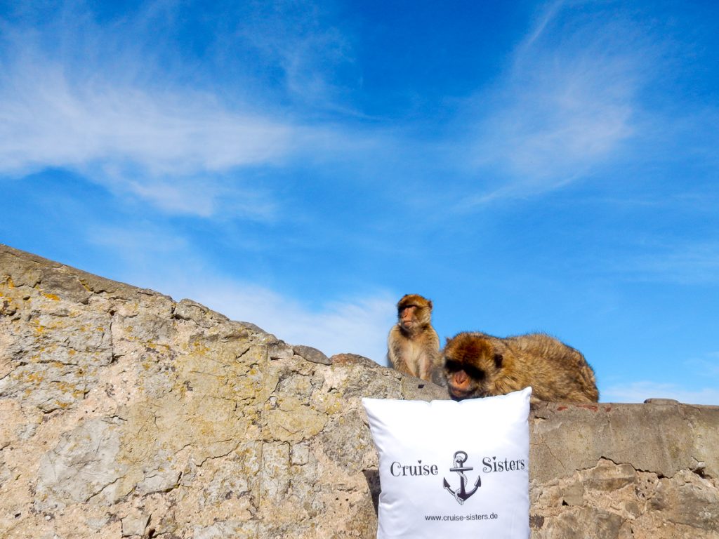 Wild monkeys in Gibraltar and the cruising pillow